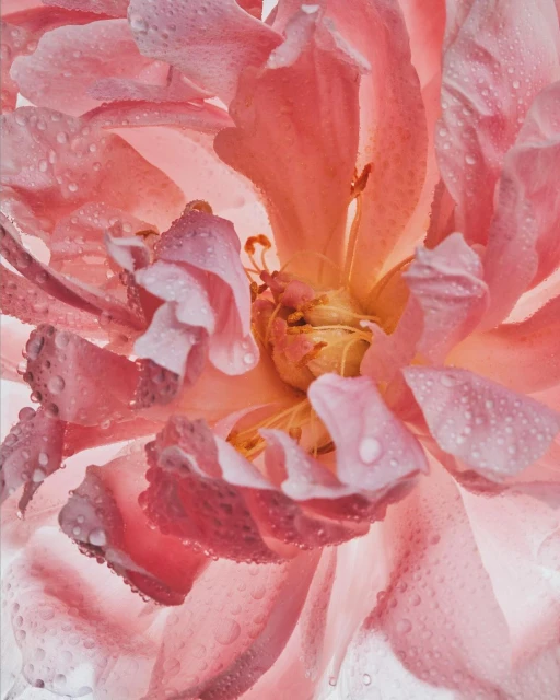 Close-up captures the delicate pink petals and water droplets of a blooming rose, highlighting the flower's intricate details and texture.