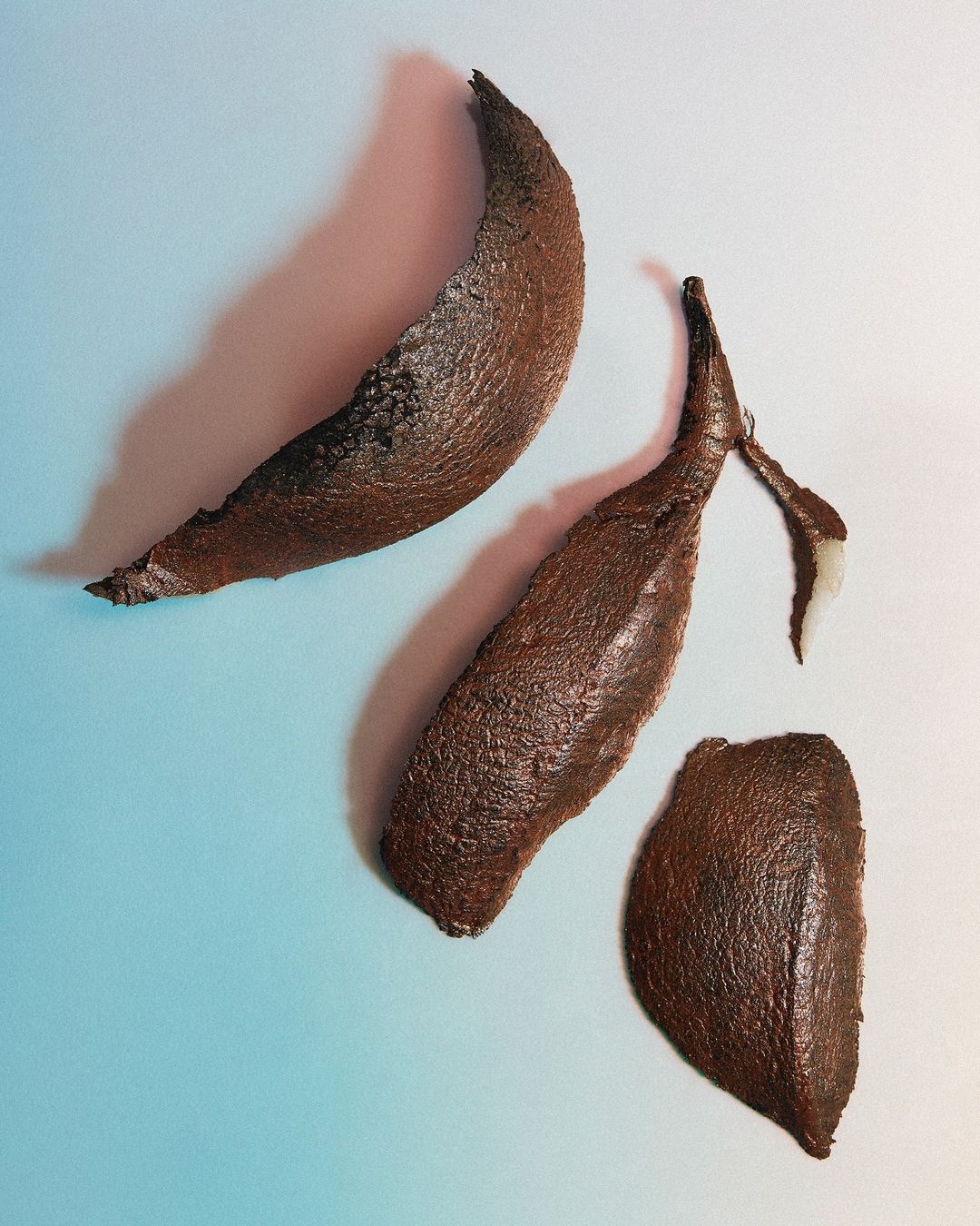 Three textured brown seed pods are displayed on a blue surface with lighting that creates shadows and highlights the pod textures.