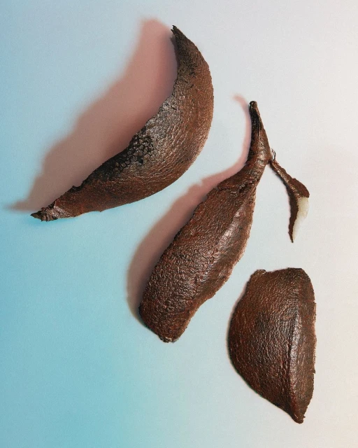 Three textured brown seed pods are displayed on a blue surface with lighting that creates shadows and highlights the pod textures.