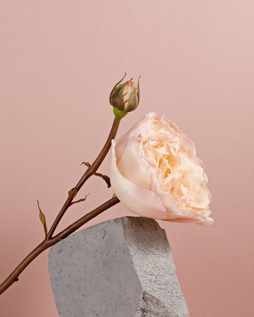 Studio shot of a light pink rose with a closed bud, resting on a gray block against a pale pink background. Floral still life.