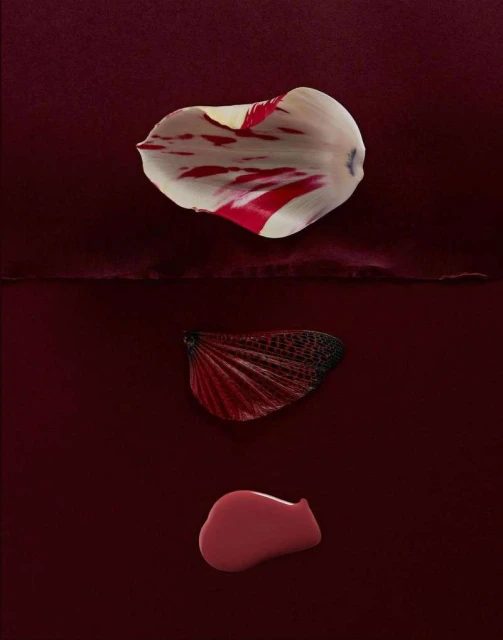 Still life featuring three flower petals in white, red, and dark red arranged vertically on a red surface in a studio setting.