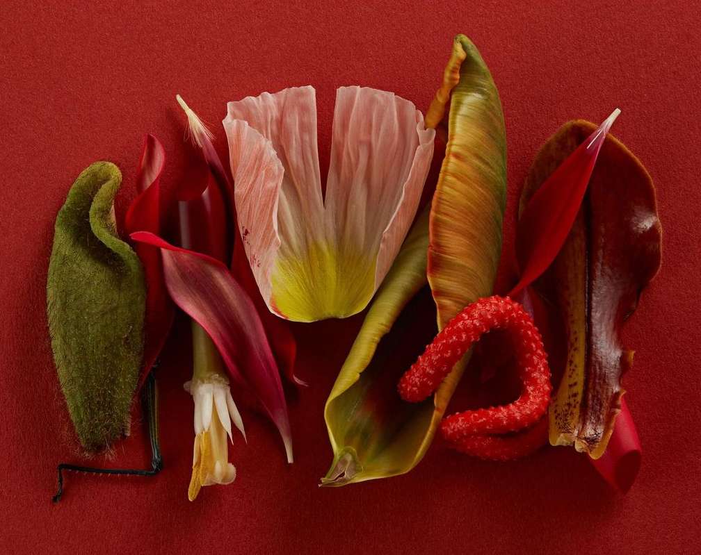 Still life showcasing botanical elements: petals, leaves, and vibrant flower components arranged against a textured red background.