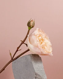 Close up photo of a pale pink rose resting on a rough grey stone block against a soft pink background