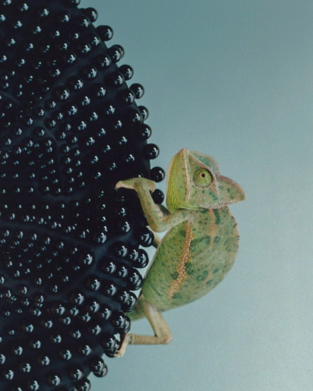 A chameleon clinging to a textured, black surface with a smooth, blue background, showcasing its green and brown coloration.