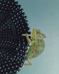 A small green chameleon climbing a textured black spherical object against a solid grey background