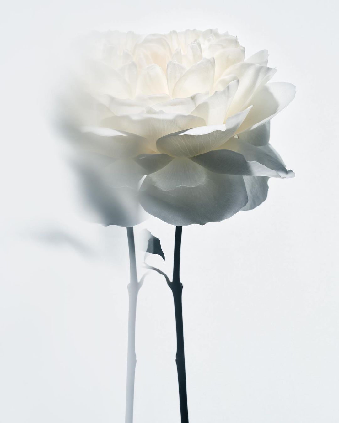 Close-up studio shot of a white rose in full bloom, set against a bright white backdrop with a dark stem, creating a soft, elegant feel.