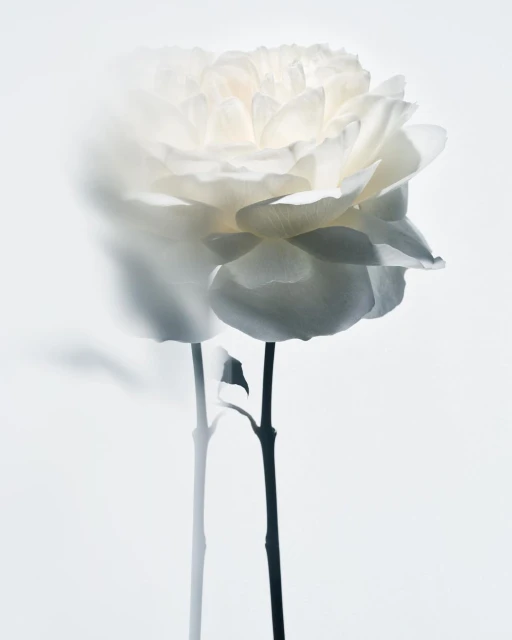 Close-up studio shot of a white rose in full bloom, set against a bright white backdrop with a dark stem, creating a soft, elegant feel.