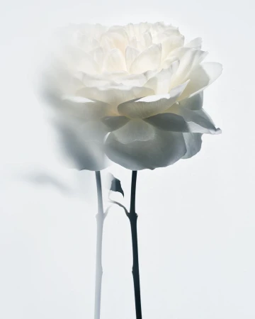Close-up studio shot of a white rose in full bloom, set against a bright white backdrop with a dark stem, creating a soft, elegant feel.