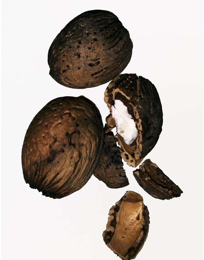 Close-up still life of two whole and one broken coco de mer nuts with creamy white flesh on a white background in studio lighting.