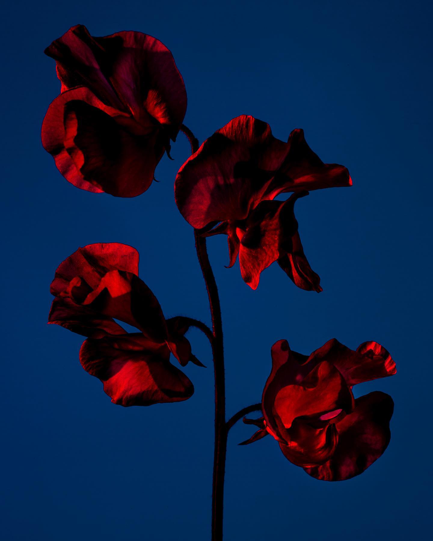Floral close-up: Blossoming red sweet pea flowers on a vibrant blue background, illuminated with striking contrast and rich color detail.