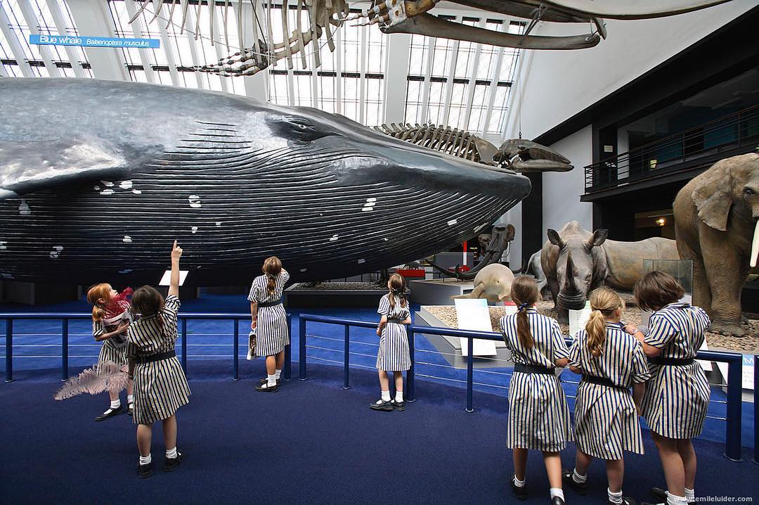 A group of children in striped dresses standing in a museum, looking at a large blue whale model with animal skeletons overhead.