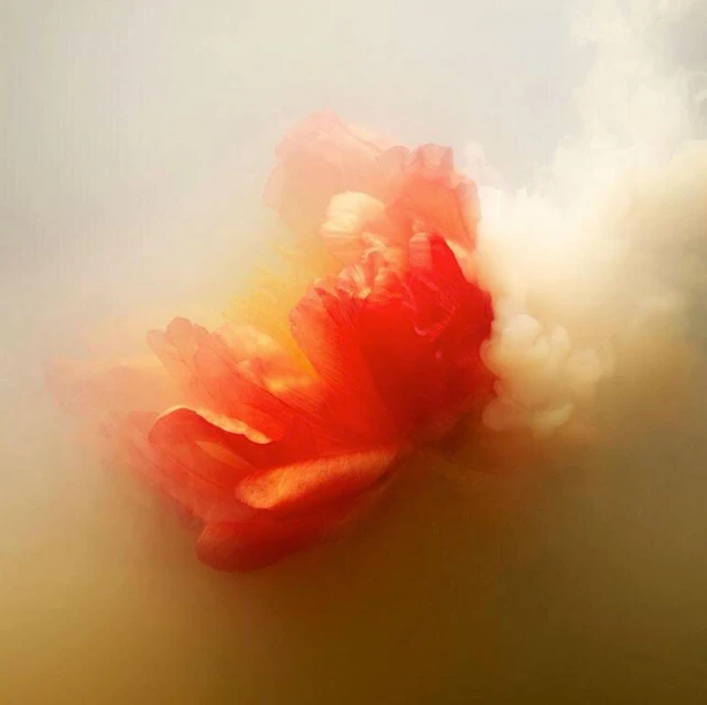 Close-up studio shot of a vibrant red flower with soft yellow accents, surrounded by an ethereal, smoky haze, creating a dreamy atmosphere.