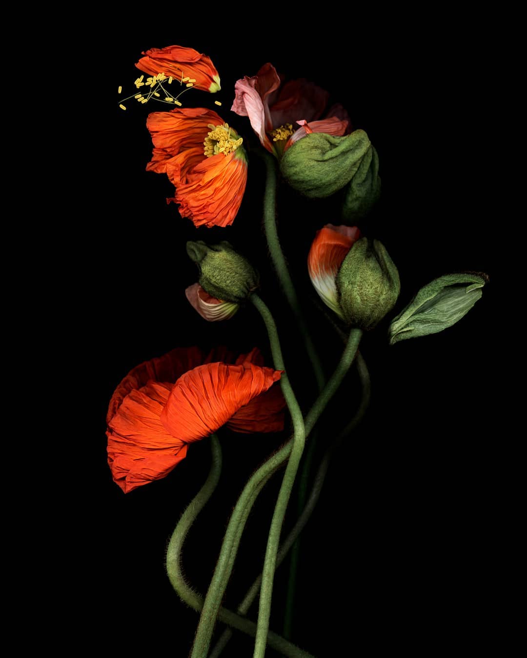 Botanical fine art still life of vibrant orange and red poppy flowers with green stems against a stark black background. Floral studio shot.