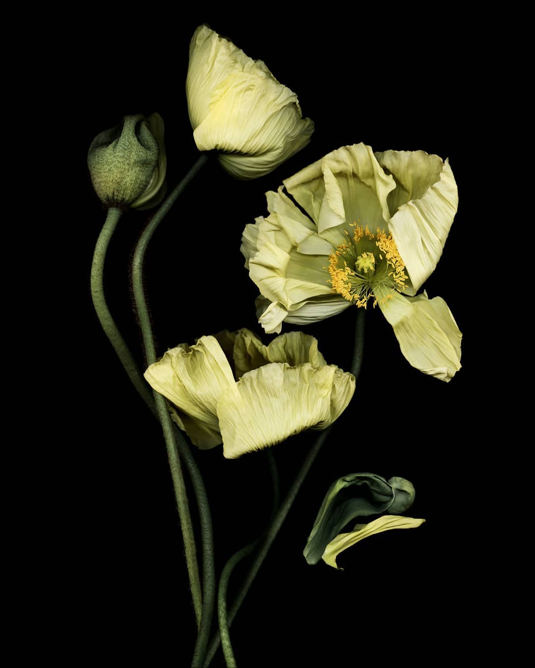 Pale yellow poppy flower blossoms and buds with green stems stand out against a stark black backdrop in a botanical still life photograph.