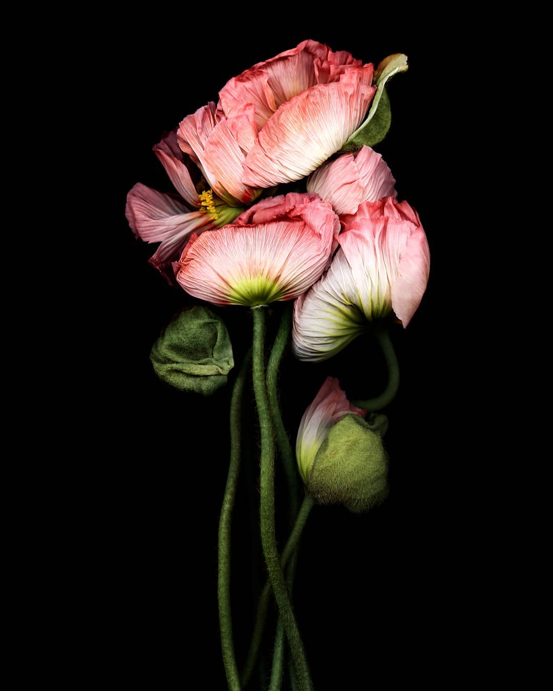 Floral still life: A cluster of pink and white poppies with green buds on slender stems, set against a stark black backdrop.