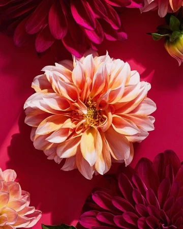 Close-up overhead shot of a peach-colored dahlia in full bloom with burgundy dahlias and green flower bud on a red backdrop.