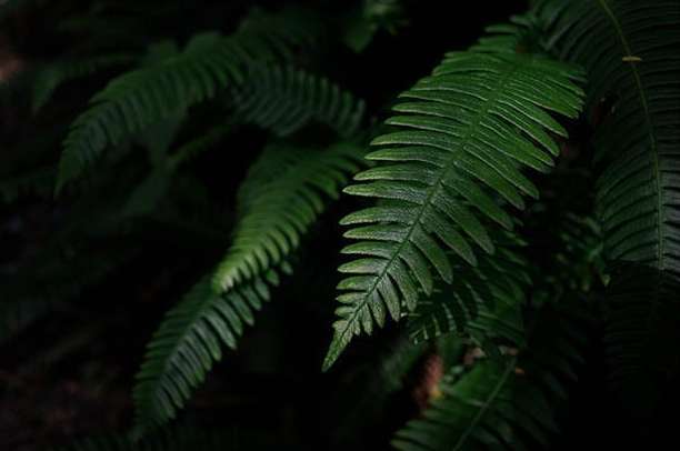 Close-up of green fern fronds in dark natural light, showing intricate leaf details and texture in a forest environment.