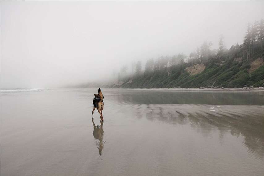 Dog runs along wet beach sand toward surf and misty forest in distance on overcast day with reflection of the dog in the wet sand.