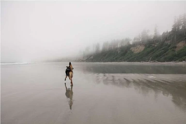 German Shepherd dog running along a wet sandy beach under a thick foggy sky with distant tree-lined cliffs