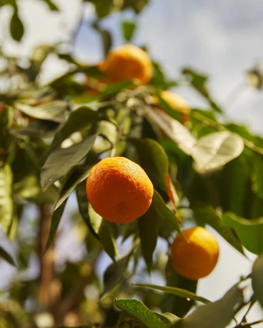 Close-up of bright orange oranges on a tree with green leaves against a bright blue sky in the background. Food and beverage photography.