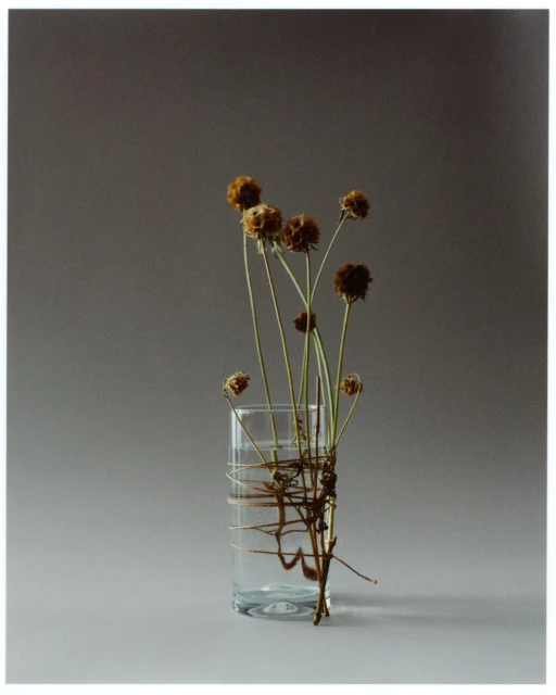 Studio shot of dried flowers in clear glass vase against grey background. Still life featuring floral arrangement. Interior decoration.