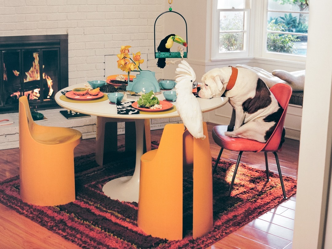 Interior shot of a dining room with a bulldog and a cockatoo bird. There is a toucan in a birdcage and yellow chairs around the table.