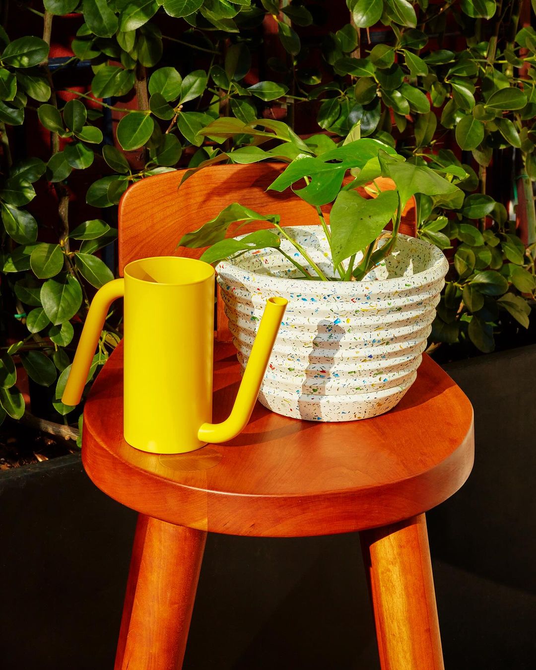 Still life of a potted plant and yellow watering can arranged on a wooden stool against a leafy green background, bathed in sunlight.