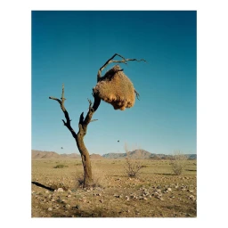 A large communal bird nest resting in the branches of a bare tree in an arid landscape under a clear blue sky