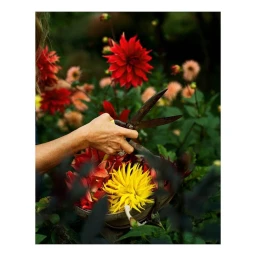 Close-up of a person holding garden shears over a basket filled with vibrant red and yellow dahlia flowers outdoors.