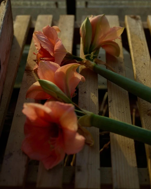 Close-up of amaryllis flowers on a wooden surface, captured in a natural light setting, highlighting the petals' texture and form.