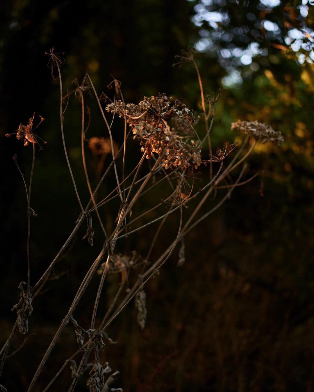 Dried cow parsley plants with delicate stems and umbels create a textural, artistic still life against a blurred outdoor background.