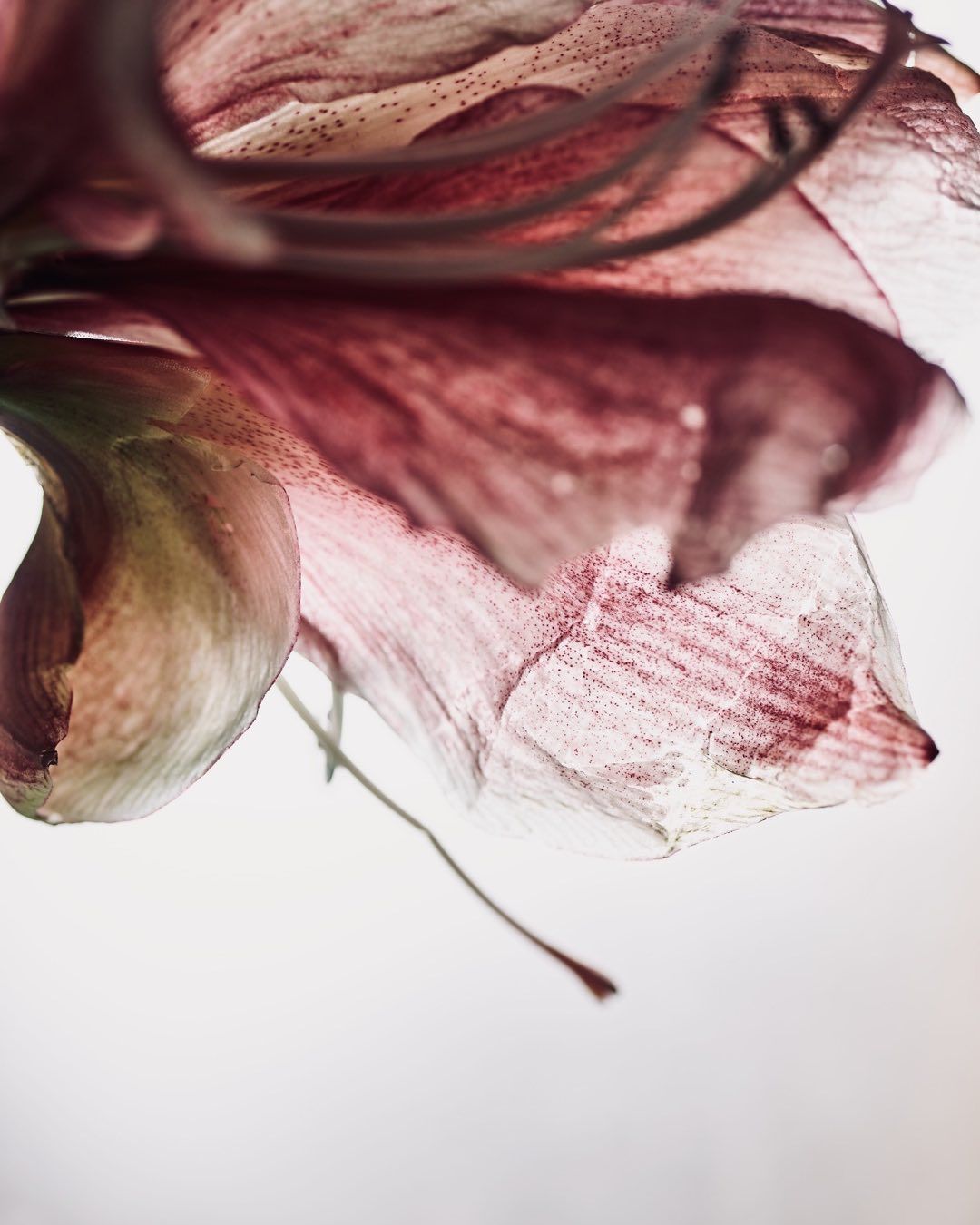 Macro photograph of an amaryllis flower blossom with delicate petals, soft lighting, and a clean, minimalist aesthetic on white.