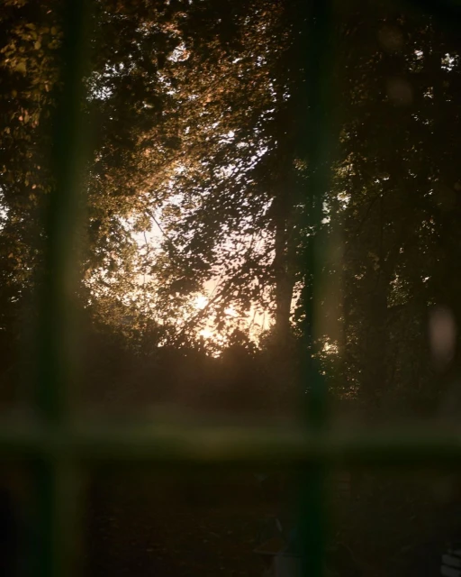 Sunlight shines through the lush trees in a forest, viewed through a green metal fence. The sky is a bright, hazy color.
