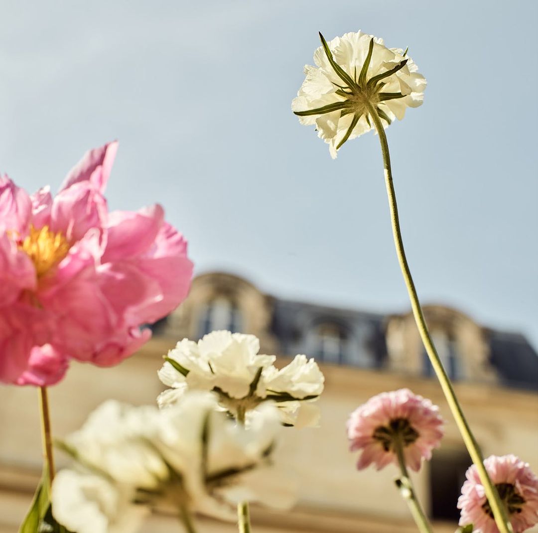 Low-angle shot of pink and white flowers blooming in a garden, with a building visible in the background under a clear blue sky.