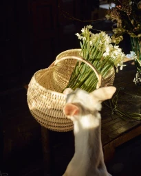 A white dog's head and neck in the foreground looking towards a woven basket filled with white narcissus flowers.