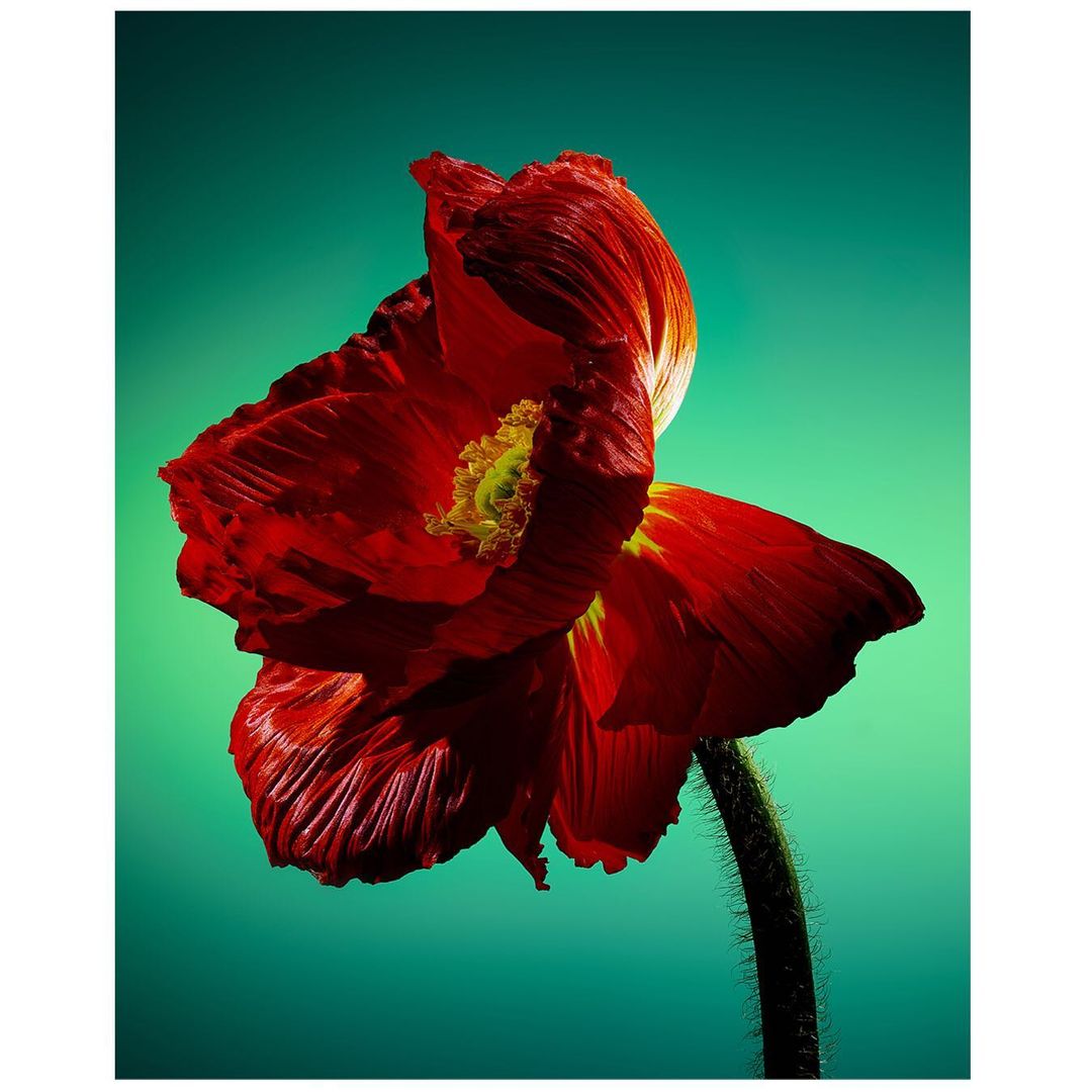Striking close-up of a vibrant red poppy flower with a yellow center, set against a smooth, soft teal background, creating a bold contrast.