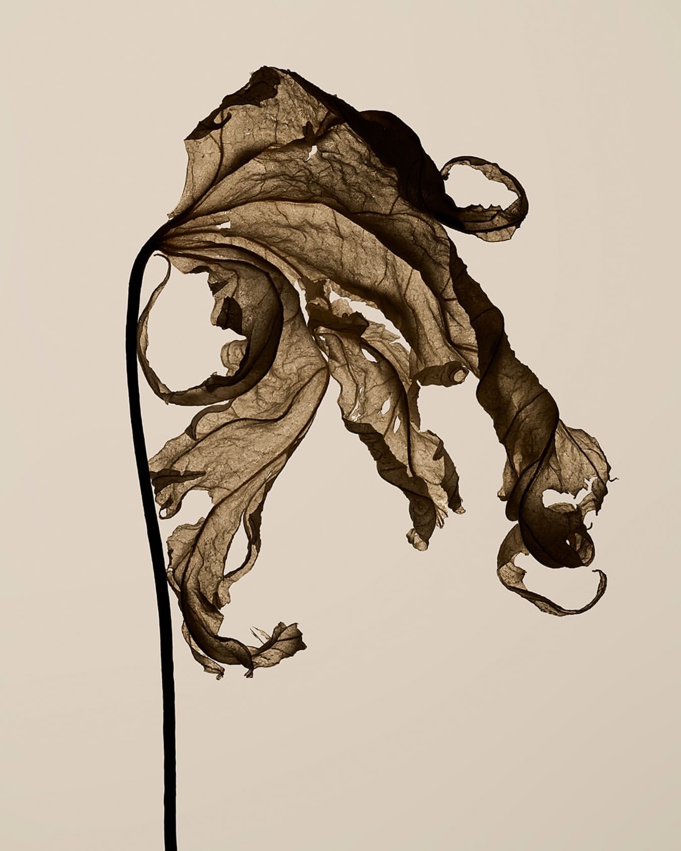 A single, aged, and dried leaf with curled edges and a prominent stem is set against a plain, light background in a still life photo.