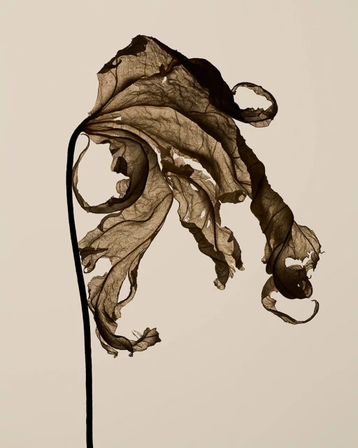 A single, aged, and dried leaf with curled edges and a prominent stem is set against a plain, light background in a still life photo.