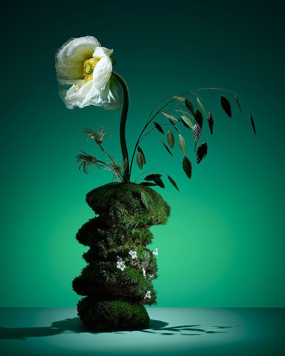 Still life photography features a white poppy, grass, and moss arrangement against a gradient green backdrop. Studio lighting highlights textures.