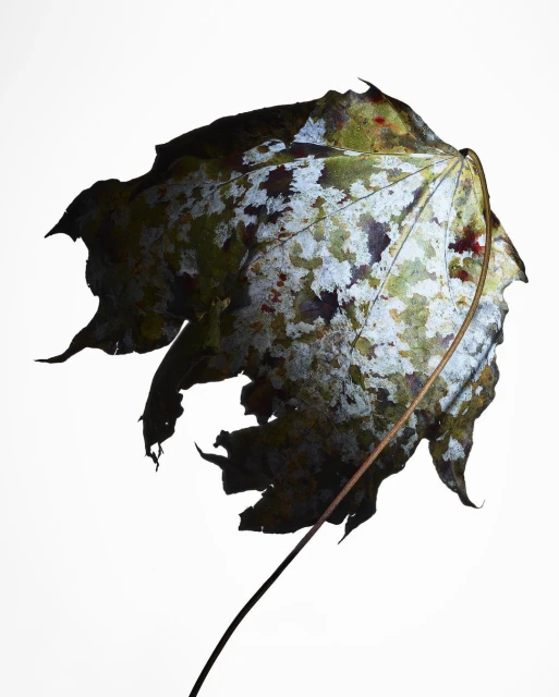 Close-up studio shot of an autumnal maple leaf featuring green, brown, and white colours against a bright white background.