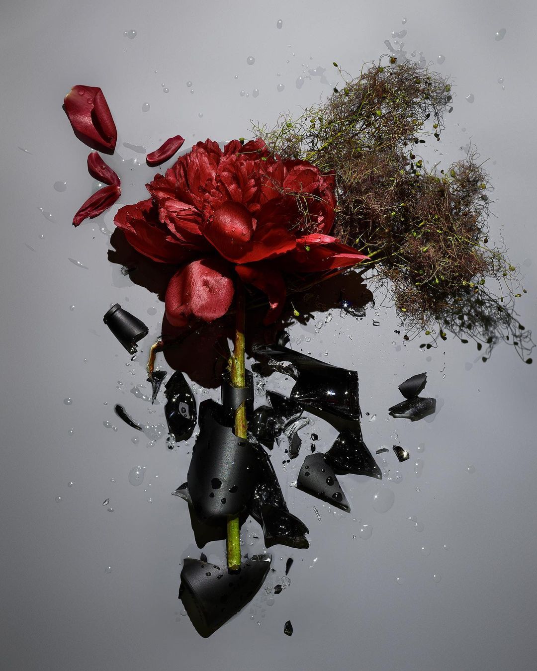 Still life of a dark red peony with water droplets, shattered vase pieces, and sprigs, creating a visually striking floral arrangement.
