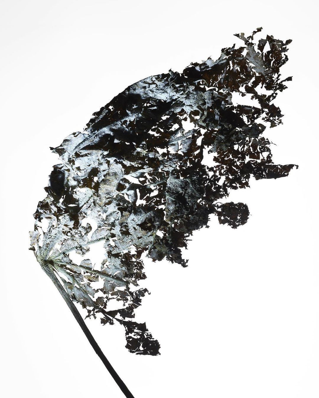 Close-up studio shot of a dried Queen Anne's Lace plant on a white background, showcasing its intricate, delicate, skeleton-like structure.