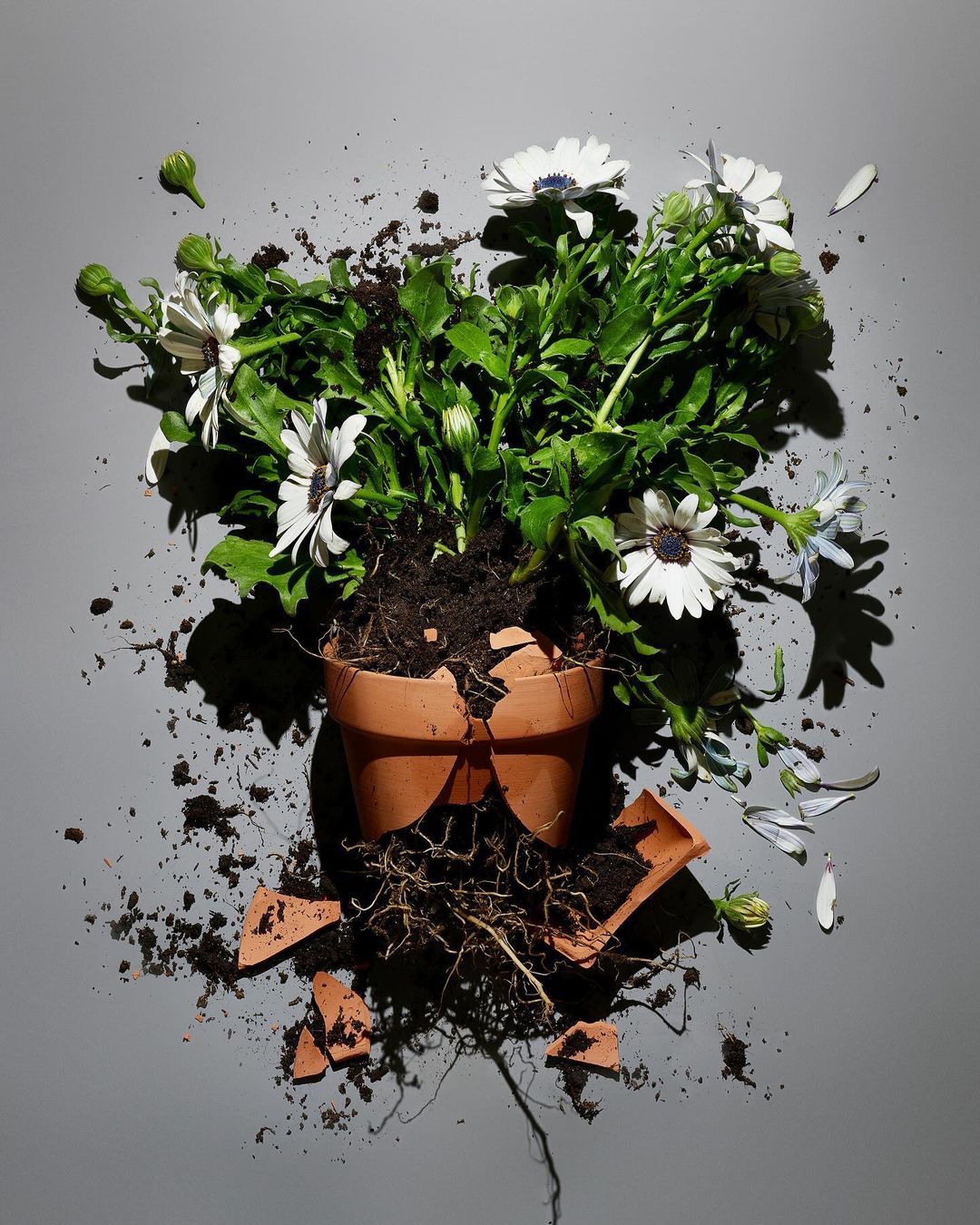 Overhead shot of a broken terracotta pot with soil and white daisy flowers scattered on a grey surface, creating a still life.