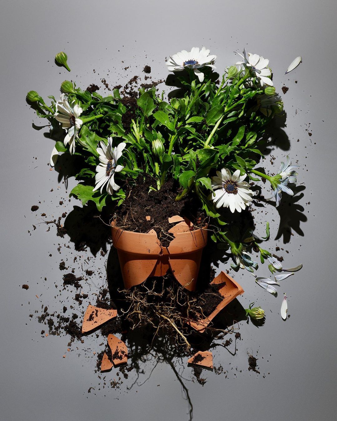 Broken terracotta flower pot with white daisies and soil scattered on a gray surface. Studio photography showing plant decomposition.