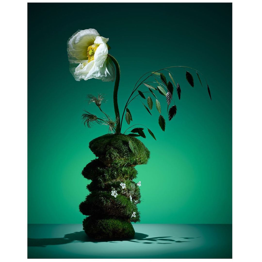 Dramatic still life featuring a single white flower atop a moss-covered base, set against a vibrant teal backdrop, creating a striking contrast.