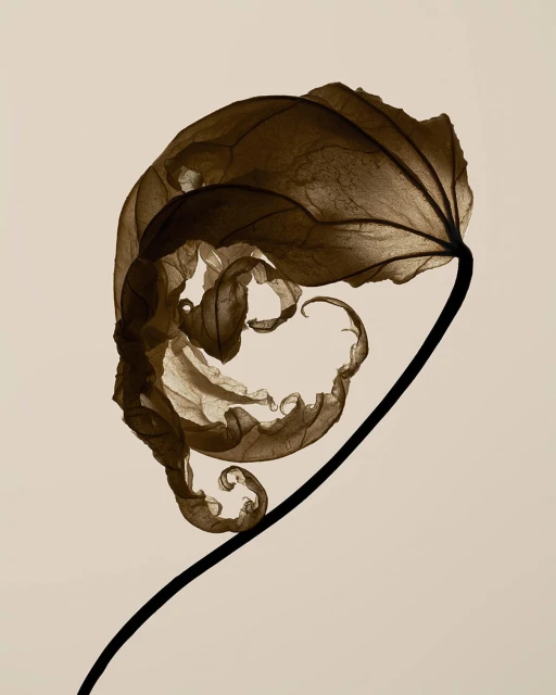 A botanical art photograph showcases a dried leaf with intricate, curling edges, its translucent brown texture highlighted against a light beige background.