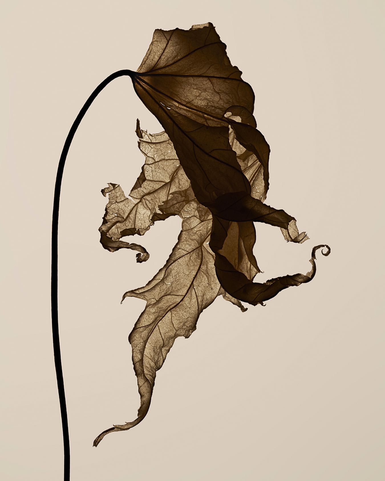 Dried maple leaf with curled edges, illuminated on a neutral background, showcasing delicate venation and textures in a monochromatic palette.