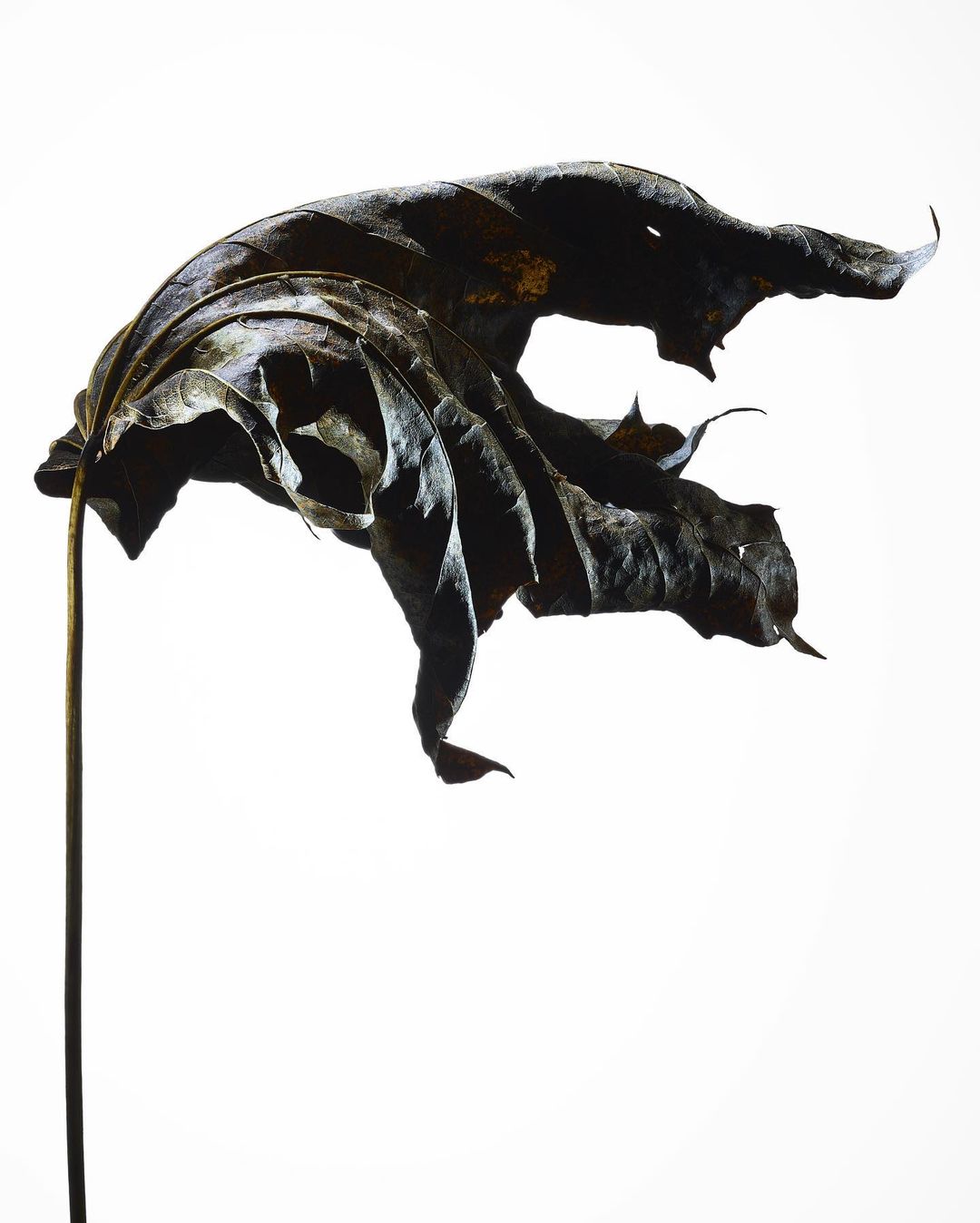 Close-up studio shot of a single, dried, and decaying maple leaf with a long stem against a bright white backdrop creating a stark contrast.