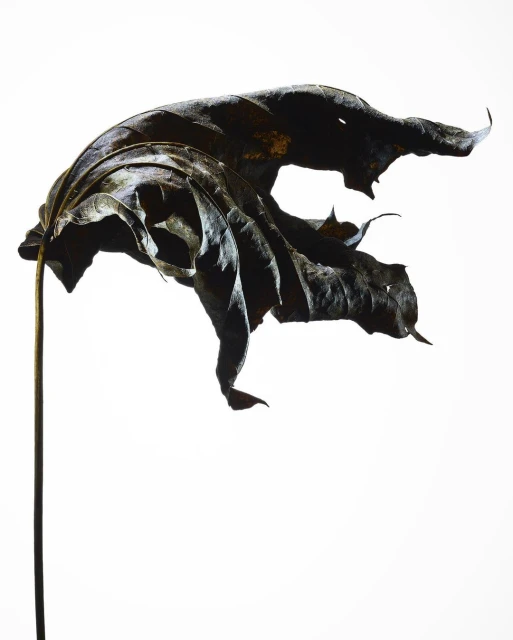 Close-up studio shot of a single, dried, and decaying maple leaf with a long stem against a bright white backdrop creating a stark contrast.