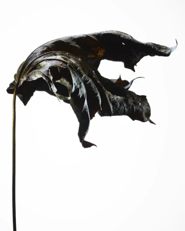 Close-up studio shot of a single, dried, and decaying maple leaf with a long stem against a bright white backdrop creating a stark contrast.